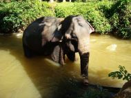 ein Arbeitselefant nimmt ein kühles Bad im Fluss.