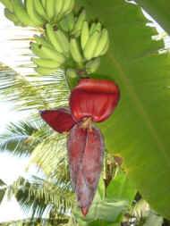 Bananen im Garten beim Chathura-Kinderheim in Sri Lanka 