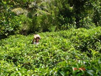 Nitha beim Teepfluecken im eigenen Teegarten , der zum Chathura-Kinderheim in Sri Lanka gehoert