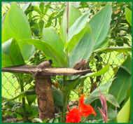 Fruehstueck fuer Streifenhoernchen und Co. im Chathura-Kinderheim in Sri Lanka 