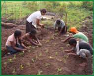 Hoffentlich wachsen die Gemuesepflanzen an. - im Chathura-Kinderheim in Sri Lanka 