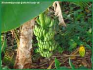 Bananen im Garten vom Chathura-Kinderheim in Sri Lanka 