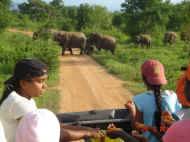Eine Elefantenfamilie ueberquert den Weg -Ausflug des Chathura-Kinderheims 
