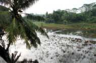 die Reisfelder rund ums Chathura-Kinderheim sind durch den starken Regen der vergangenen Wochen überschwemmt 