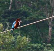 Ein Eisvogel besucht das Chathura-Kinderheim 