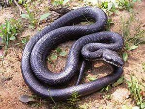 Eine Rat Snake besucht das Chathura-Kinderheim 