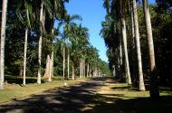 Die Palmenallee im botanischen Garten von Kandy.