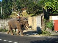 Ein Arbeitselefant mit seinem Mahout, der ihn sicher durch die Dorfstrasse führt. 