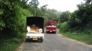 Straßenszene in Sri Lanka 