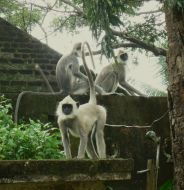 Affen sind in den Tempeln daheim. 