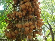 Der Kanonenkugel Baum (Cannon ball tree) 