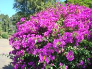 Bougainville findet man überall in Sri Lanka. 