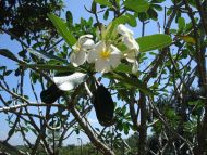 Der Frangipani-Duft betört die Sinne. 