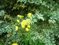 herrliche Rosen im Garten vom Chathura-Kinderheim 