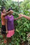 auch Nishanthi hilft bei der Bohnenernte im Chathura-Kinderheim mit. 