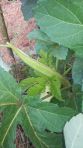 Okra wächst im Garten des Chathura-Kinderheims