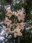 wilde Orchideen blühen im Garten beim Chathura-Kinderheim