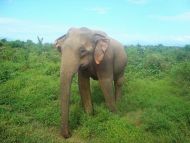 die Mädchen vom Chathura-Kinderheim besuchen den Udawalawe-Nationalpark