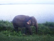 die Mädchen vom Chathura-Kinderheim besuchen den Udawalawe-Nationalpark, der einen riesigen Stausee umschließt