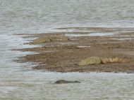 der Stausee inmitten des Udawalawe Nationalparks ist ein wichtiger Lebensraum für viele Tiere