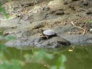 der Stausee inmitten des Udawalawe Nationalparks ist ein wichtiger Lebensraum für viele Tiere