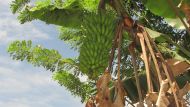 Bananen aus dem eigenen Garten beim Chathura-Kinderheim