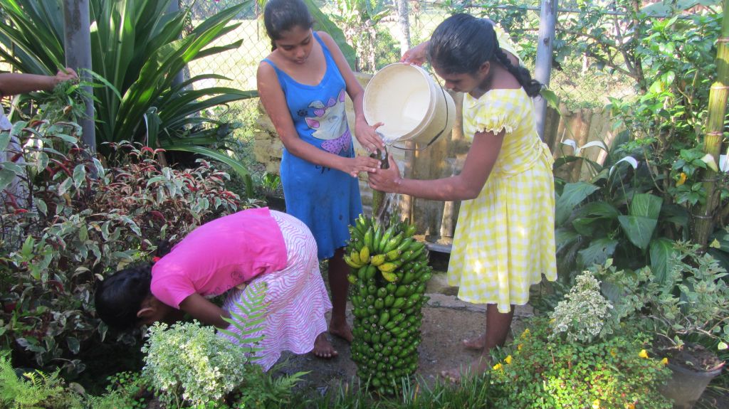 Video Bananenernte im eigenen Garten beim Chathura-Kinderheim