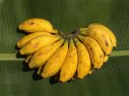 Bananen aus dem eigenen Garten beim Chathura-Kinderheim