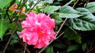 blühender Hibiskus im Hof des Chathura-Kinderheims