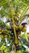 Kokosnüsse aus dem eigenen Garten beim Chathura-Kinderheim