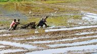 in mühsamer Arbeit durchpflügen die Bauern ihre Reisfelder, um sie für die nächste Aussaat vorzubereiten.