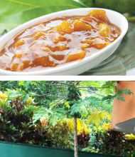 Papayas im Hof vom Chathura-Kinderheim und leckeres Mango-Chatney aus unseren reifen Mangos