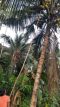Kokosnussernte beim Chathura-Kinderheim 
