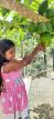 Papayas wachsen am Chathura-Kinderheim
