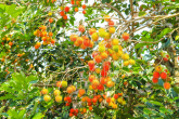 Die Früchte des Rambutanbaumes im Hof des Chathura-Kinderheimes sind reif