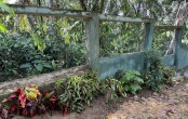 neue Sichtschutzhecke beim Chathura-Kinderheim 