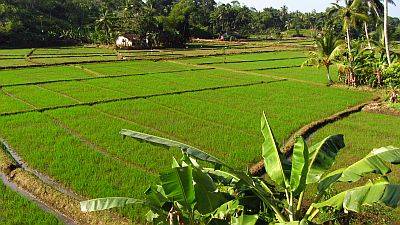 Reisfelder im Suedwesten von Sri Lanka 