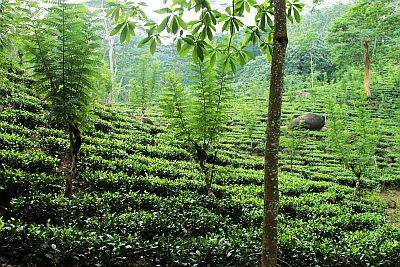 Teeplantage im Hochland von Sri Lanka