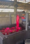 Besuch in einer Batikfabrik in Sri Lanka