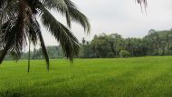 Reisfelder rund ums Chathura-Kinderheim, so weit das Auge reicht.