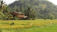 die Reisfelder rund ums Chathura-Kinderheim verfärben sich Anfang Februar  gelb
