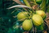 Kokospalmen auf Sri Lanka