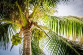 Kokospalmen auf Sri Lanka 