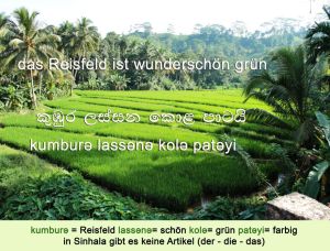 das Reisfeld ist wunderschön grün - auf Singhalesisch
